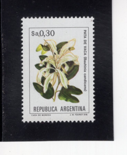 ARGENTINA(�Ƹ���Ƽ��)-#1432-30c-BAUHINIA CANDICANS(�ٿ����Ͼ�)-1983��