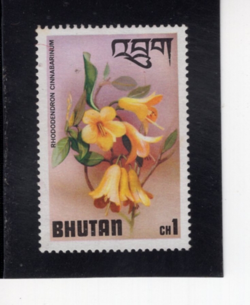 BHUTAN(��ź)-#203-1ch-RHODODENDRON CINNABARINUM(���޷� �ó��ٸ���)-1976.2.15��