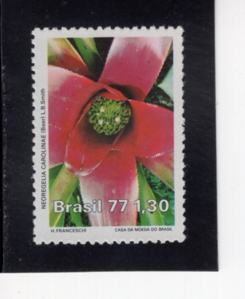 BRAZIL(�����)-#1527-1.30cr-NEOREGELIA CAROLINAE(�׿����ָ��� ī�Ѹ�����)-1977.9.21��