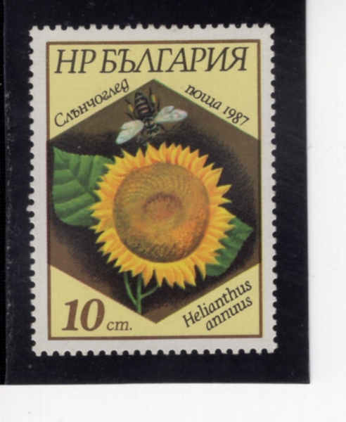 BULGARIA(�Ұ�����)-#3267-10s-HELIANTHUS ANNUUS(�Ϲ� �عٶ��)-1987.7.29��