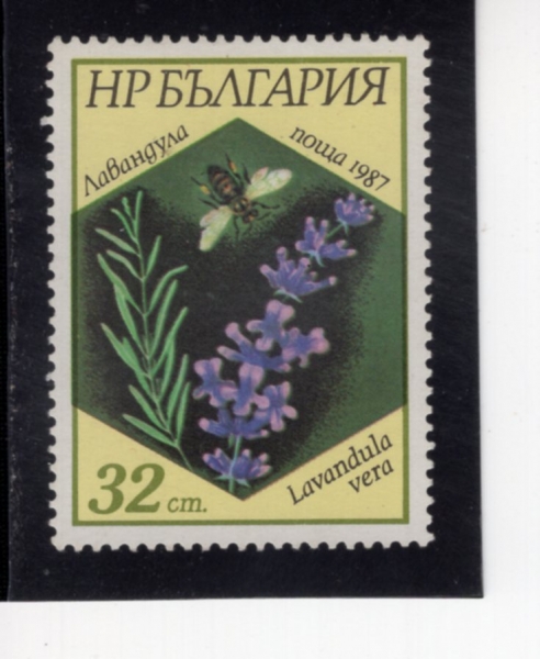 BULGARIA(�Ұ�����)-#3269-32s-LAVANDULA VERA(��ݵѶ� �ӱ���Ƽ������)-1987.7.29��