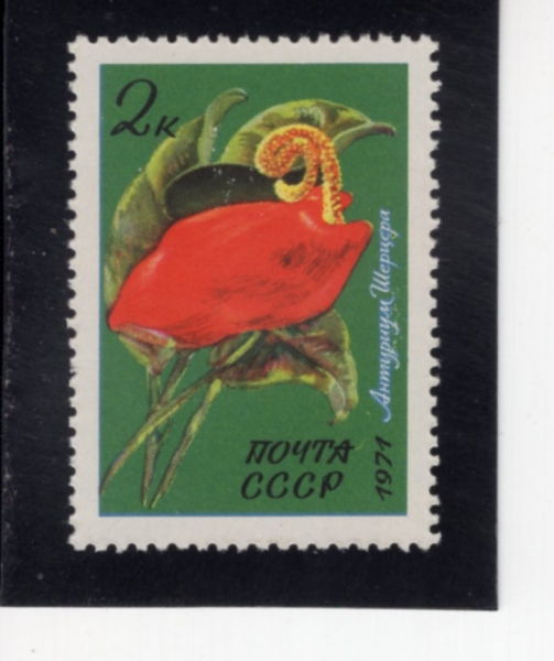 RUSSIA(���þ�)-#3925-2k-ANTHURIUM(�Ƚ�����)-1971.12.15��