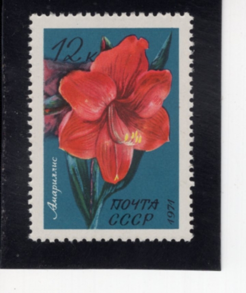 RUSSIA(���þ�)-#3927-12k-AMARYLLIS(�Ƹ�������)-1971.12.15��