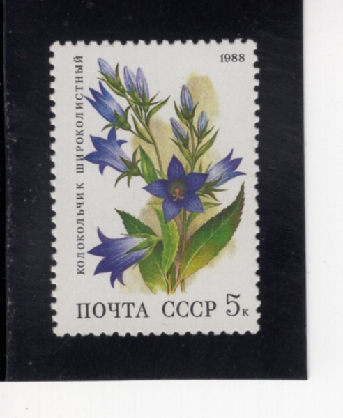 RUSSIA(���þ�)-#5687-5k-CAMPANULA LATIFOLIA(ī�Ĵ��� ��Ƽ������)-1988.7.7��