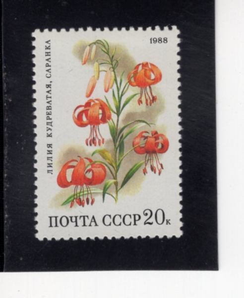 RUSSIA(���þ�)-#5689-20k-LILIUM MARTAGON(������ ����Ÿ��)-1988.7.7��