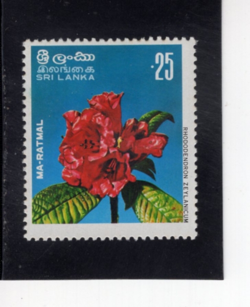 SRI LANKA(������ī)-#495-25c-RHODODENDRON ZEYLANICUM(���޷� �ƺ�����)-1976.1.1��
