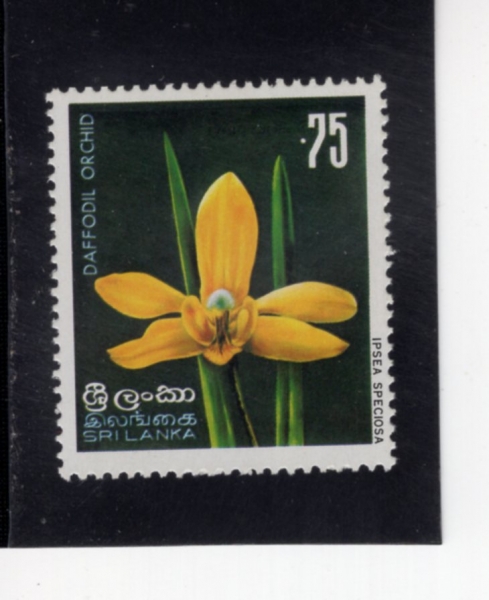 SRI LANKA(������ī)-#497-75c-DAFFODIL ORCHID(����ȭ ����)-1976.1.1��