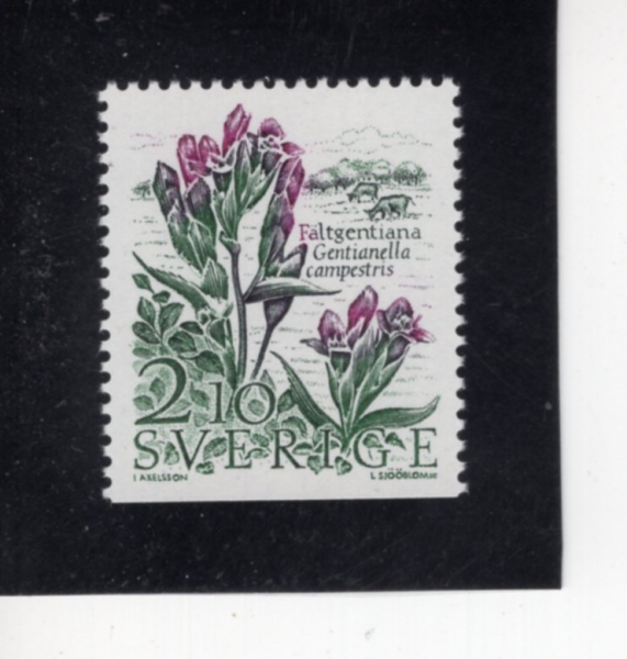 SWEDEN(������)-#1624-2.10k-GENTIANELLA CAMPESTRIS(��Ƽ�Ƴڶ� į�佺Ʈ����)-1987.3.10��