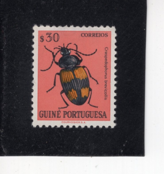 PORTUGUESE GUINEA(�������� ���)-#283-30c-CRASPRDOPHORUS BREVICOLLIS(ũ���䵵���罺 �극���ݸ���)-1953��