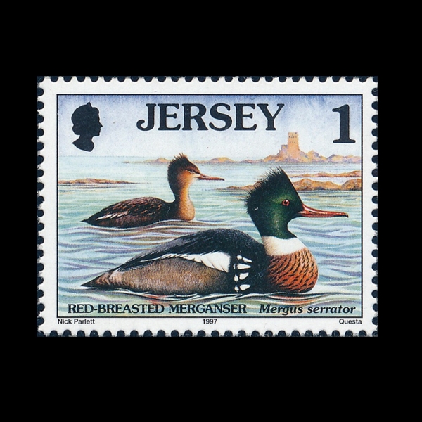 JERSEY(����)-#778-1p-RED-BREASTED MERGANSER(�������� �Ӱ���)-1997.2.12��