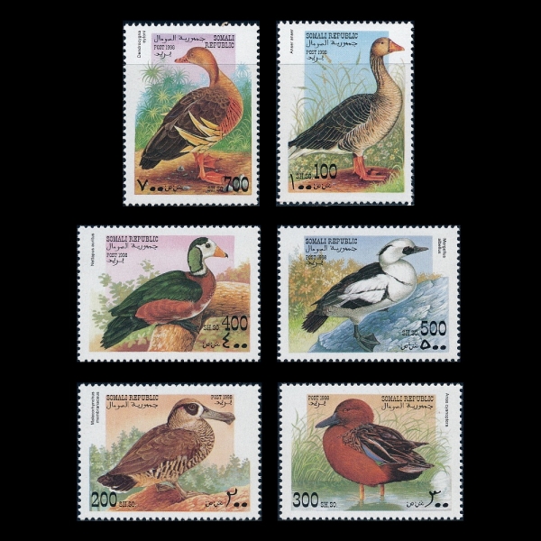 SOMALI(�Ҹ���)-#NO(6��)-DUCK(����)-1998��
