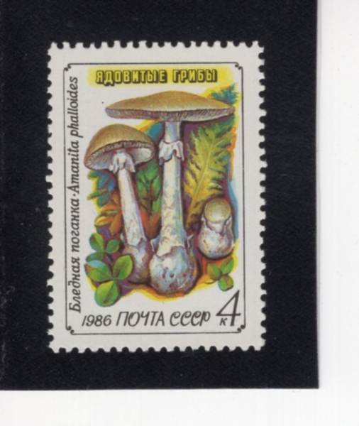 RUSSIA(���þ�)-#5454-4k-AMANITA PHALLOIDES(�Ƹ���Ÿ �ȷ��̵���)-1986.5.15��