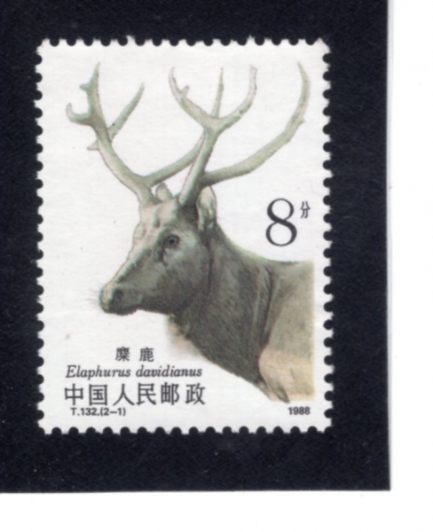 CHINA(�߱�)-#2182-8f-MILU, ELAPHURUS DAVIDIANUS(�丣 ���̺���� �罿)-1988.12.20��