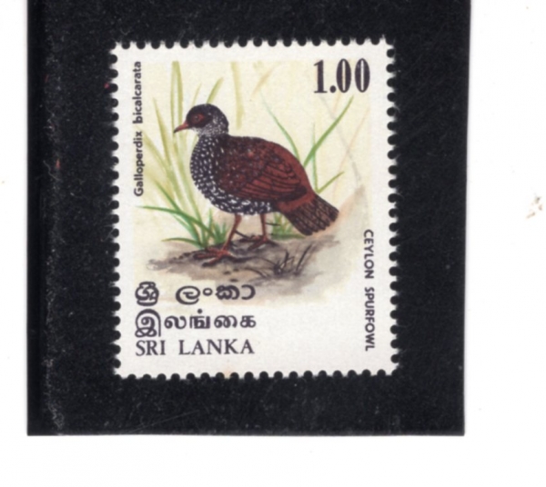SRI LANKA(������ī)-#567-1r-SPURFOWL(���� �ڻ���)-1979.12.13��