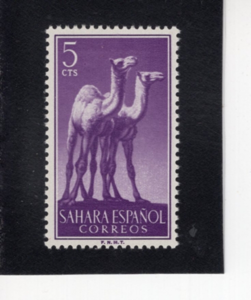 SPANISH SAHARA(�����η� ���϶�)-#81-5c-DROMEDARIES(�ܺ���Ÿ)-1957.4.10��