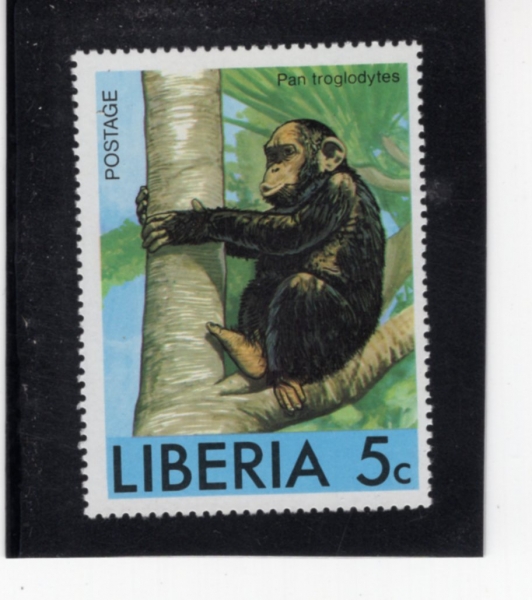 LIBERIA(���̺�����)-#765-5c-CHIMPANZEE(ħ����)-1976.9.1��