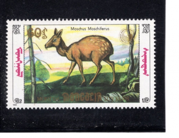MONGOLIA(����)-#1895C-60m-MOSCHUS MOSCHIFERUS(�ú����� �ӽ�ũ ���)-1990.9.26��