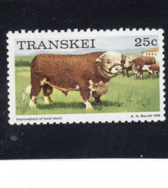 SOUTH AFRICA-TRANSKEI(Ʈ��������)-#17-25c-IMPROVING CATTLE BREEDS(�� ǰ�� ����)-1976.10.26��