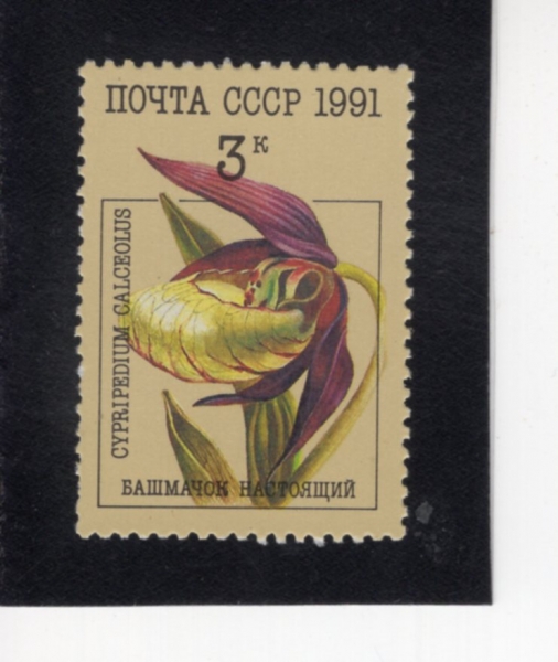 RUSSIA(���þ�)-#5994-3k-CYPRIPEDIUM CALCEOLUS(Į���÷罺 ���Ǵ�)-1991.5.17��