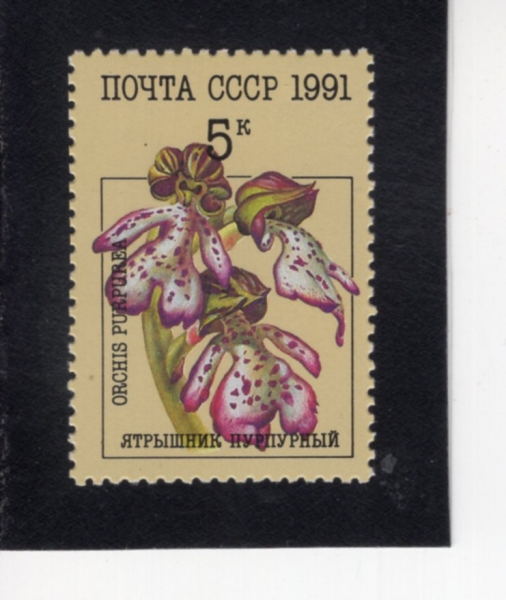 RUSSIA(���þ�)-#5995-5k-ORCHIS PURPUREA(����Ű�� Ǫ��Ǫ����)-1991.5.17��