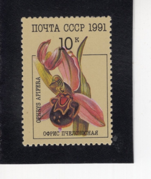 RUSSIA(���þ�)-#5996-10k-OPHRYS APIFERA(�������� �������)-1991.5.17��