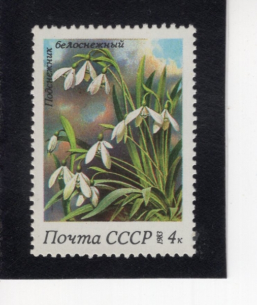 RUSSIA(���þ�)-#5148-4k-GALANTHUS NIYALIS(����ȫ)-1983.6.14��