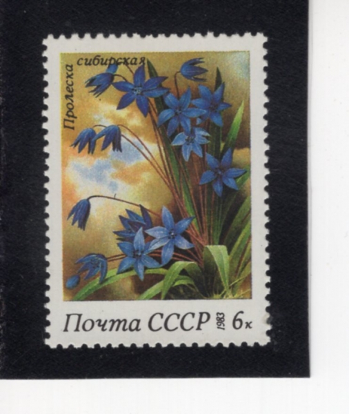 RUSSIA(���þ�)-#5149-6k-SCILLA SIBIRICA(�ú���ī �ýǶ�)-1983.6.14��