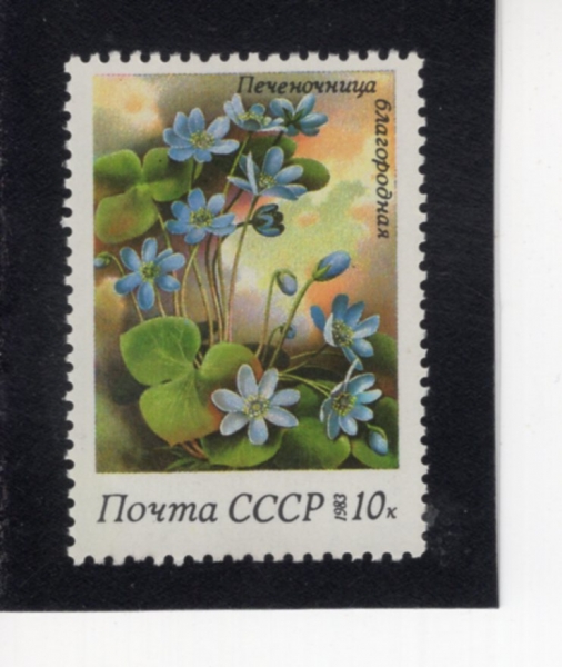 RUSSIA(���þ�)-#5150-10k-HEPATICA NOBILIS(������)-1983.6.14��