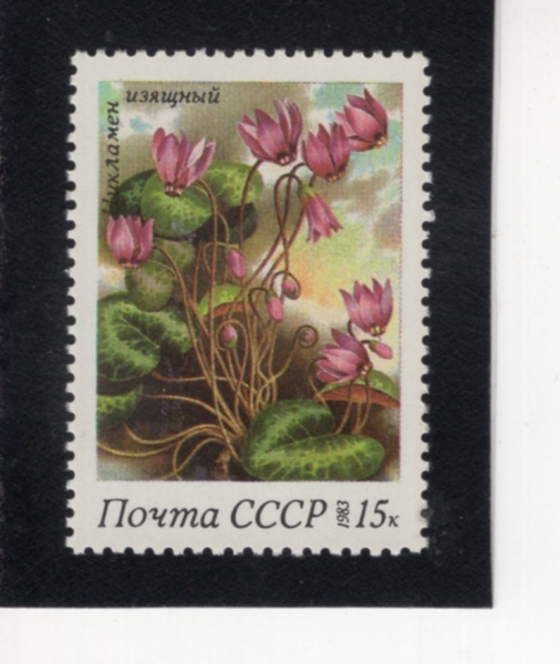 RUSSIA(���þ�)-#5151-15k-CYCLAMEN ELEGANS(��Ŭ��� ��������)-1983.6.14��