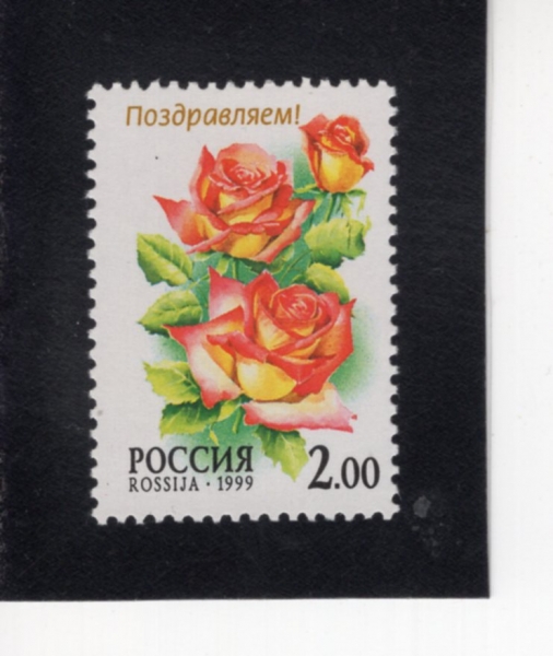 RUSSIA(���þ�)-#6526-2r-CANADIAN HARDY ROSE(ĭ��� ���)-1999.6.10��