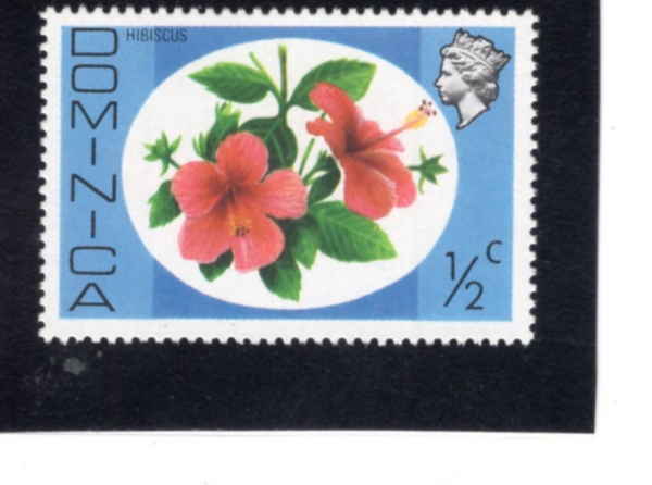 DOMINICA(���̴�ī)-#454-1/2c-HIBISCUS(����Ŀ��)-1975.12.8��