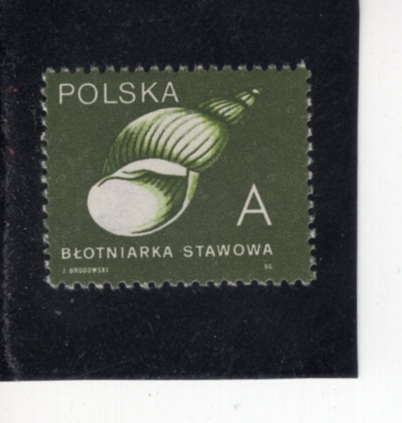 POLAND(������)-#2974-700z-FRESH WATER SNAIL(�ι� ������)-1990.7.16��