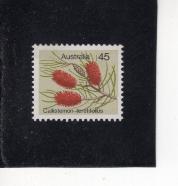 AUSTRALIA(����Ʈ���ϸ���)-#570-45c-CALLISTEMON TERETIFOLIUS(����ī �����ʶ�)-1975��