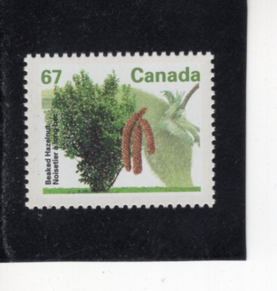 CANADA(ĳ����)-#1368-67c-BEAKED HAZELNUT(�θ����ϳ���)-1992.12.30��