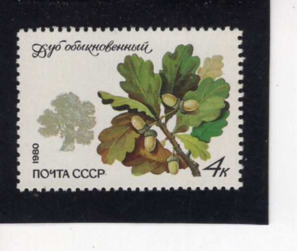 RUSSIA(���þ�)-#4872-4k-OAK(������)-1980.9.29��