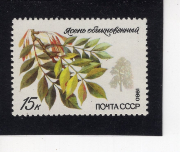 RUSSIA(���þ�)-#4875-15k-EUROPEAN ASH(���� ��Ǫ������)-1980.9.29��